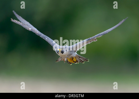 Wanderfalke, Faucon pèlerin (Falco peregrinus), Banque D'Images