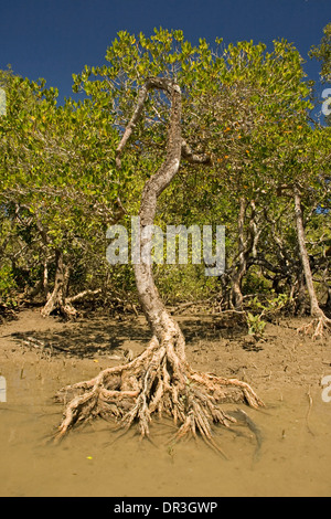 Arbre de mangrove solitaire croissant sur les rives boueuses bank avec les racines exposées et des conseils dans l'eau claire de l'estuaire de la rivière côtière Banque D'Images