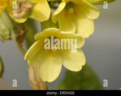 Oxlip, Primula elatior Banque D'Images