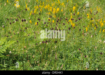 Pimprenelle Sanguisorba officinalis, croissant, parmi d'autres fleurs des prés Banque D'Images