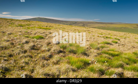 Vue d'ensemble de la montagne Kippure bogland près de Sally Gap, comté de Wicklow, en Irlande, au début de juin Banque D'Images