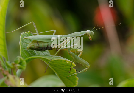 Une mante religieuse, Mantis religiosa, Espagne. Banque D'Images