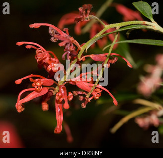 Close up de délicates fleurs rouge vif de Grevillea cultivar 'Lady O' sur un fond sombre Banque D'Images