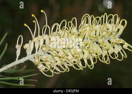 Close up de belles fleurs blanc crème de Grevillea 'Moonlight' cultivar sur un fond sombre Banque D'Images