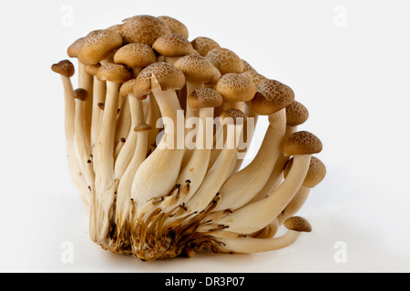 Asian brown hêtre champignons isolated on white Banque D'Images