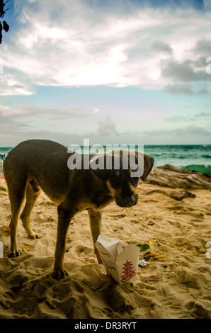 Chien mange de la nourriture chinoise à partir d'un fort Banque D'Images