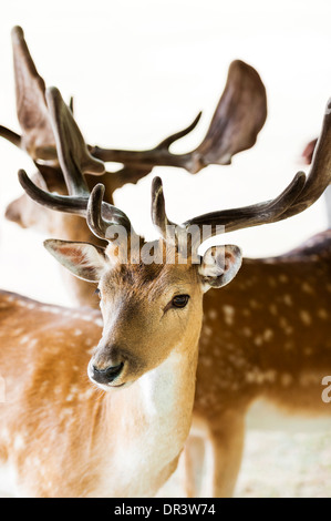 Daims Bushy Park, Londres Banque D'Images