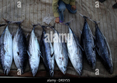 Gaza, Territoires palestiniens. 19 Jan, 2014. Pêcheur palestinien collecter les poissons à l'intérieur du port de Gaza, le 19 janvier 2014. © Majdi Fathi/NurPhoto ZUMAPRESS.com/Alamy/Live News Banque D'Images