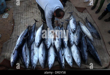 Gaza, Territoires palestiniens. 19 Jan, 2014. Pêcheur palestinien collecter les poissons à l'intérieur du port de Gaza, le 19 janvier 2014. © Majdi Fathi/NurPhoto ZUMAPRESS.com/Alamy/Live News Banque D'Images
