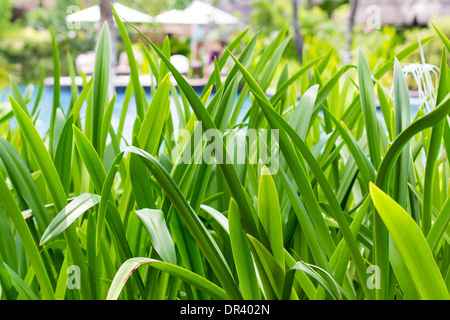 Tropical Green leafs, à l'extérieur Banque D'Images