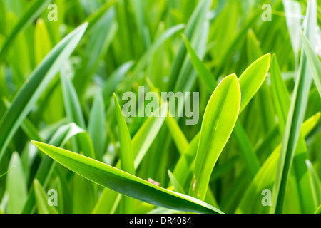 Tropical Green leafs, à l'extérieur Banque D'Images