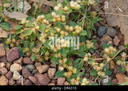 Bouquet d'espèces de mauvaises herbes piquantes Bindii - Soliva pterosperma - montrant graines et les feuilles croissant dans Australian Garden Banque D'Images