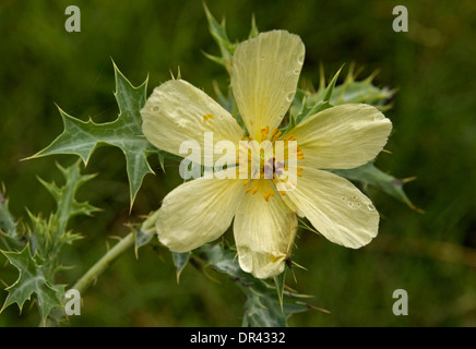 Belle fleur jaune, feuillage épineux et de figues de /'argémone mexicaine - Argemone ochroleuca - une mauvaise herbe en Australie Banque D'Images