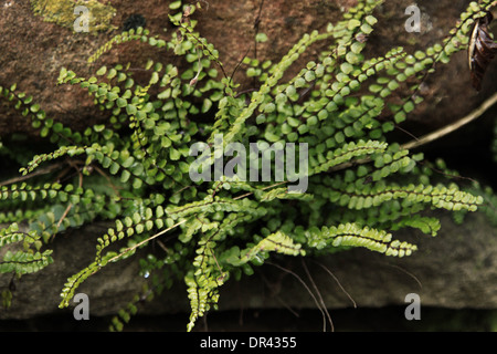 Asplenium viride, Spleenwort vert. Banque D'Images