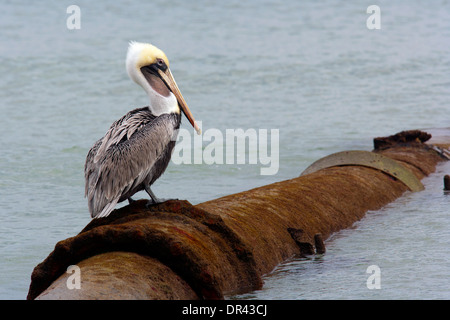 Pélican brun - Floride, États-Unis Banque D'Images