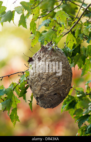 Paper Wasp Nest - Brevard, North Carolina USA Banque D'Images