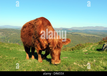 Vache Luing sur Gummers comment au-dessus du lac de Windermere dans le Lake District National Park Banque D'Images
