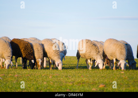 Image d'un moutons dans un paysage verdoyant Banque D'Images