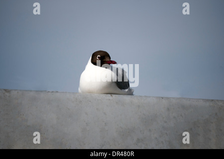 Mouette une mouette de petite taille avec capot marron visible clairement dans les varmer saison et en hiver. Banque D'Images