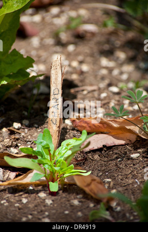 Chard pousse dans un jardin urbain Banque D'Images