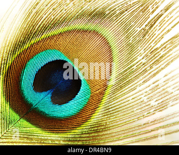 Plume de paon de macro isolated on white Banque D'Images