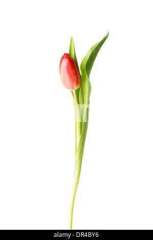 Une fleur de tulipe frais séparés. Isolé sur blanc. Banque D'Images