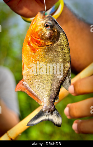 Poisson Piranha Banque D'Images