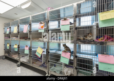 Chaton assis dans des cages au refuge d'animaux Banque D'Images