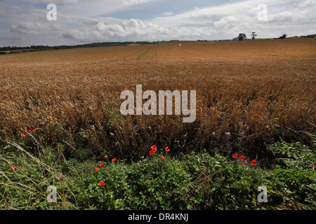 Des coquelicots sur le bord d'un champ arable Kelso. Banque D'Images