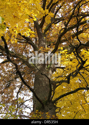 Grand, vieux chêne en automne / Quercus / grosse, alte Eiche im Herbst Banque D'Images