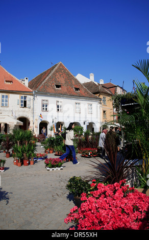 Marché aux fleurs de la Piata Mica, petite place du marché, de Sibiu (Hermannstadt), Transylvanie, Roumanie, Europe Banque D'Images