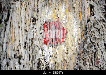 Point rouge route touristique marquage couvert de goudron de bois Banque D'Images