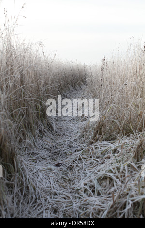 Frosty et misty foulé chemin à travers un champ Banque D'Images