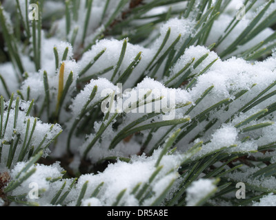 Le pin sylvestre avec neige / Pinus silvestris / Wald-Kiefer mit Schnee Banque D'Images