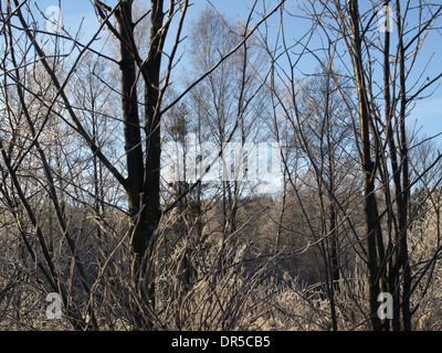 Paysage d'hiver avec des arbres / Winterlandschaft mit Bäumen Banque D'Images