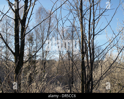 Paysage d'hiver avec des arbres / Winterlandschaft mit Bäumen Banque D'Images