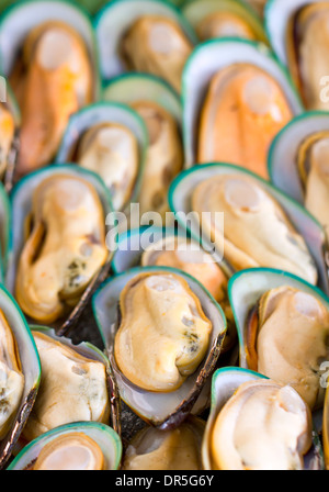 Asian green mussel. Banque D'Images