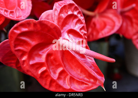 Également connu sous le nom de fleurs l'anthurium fleurs flamingo, peint de la langue, la queue, la palette du peintre de fleurs et d'laceleaf, Maurice. Banque D'Images