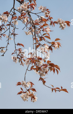 Branche d'un cerisier à fleurs japonais (prunus serrulata) au printemps, dans le jardin de Suizen-ji Joju-en, Kumamoto, Japon Banque D'Images