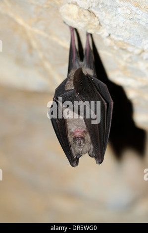 Portrait de vertical plus grand rhinolophe, Rhinolophus ferrumequinum, accroché au plafond d'une grotte. Banque D'Images