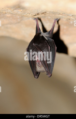 Portrait de vertical plus grand rhinolophe, Rhinolophus ferrumequinum, accroché au plafond d'une grotte. Banque D'Images