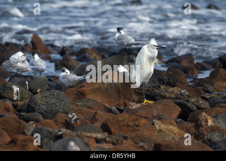 L'aigrette garzette et sternes Sandwich par mer au repos Banque D'Images