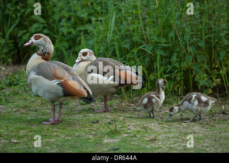 Famille Egyptian goose (Alopochen aegyptiacus). Oisons et parents. Norfolk Broads. Banque D'Images