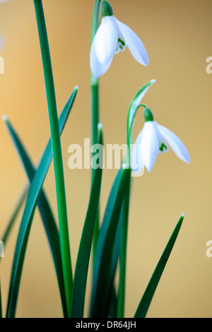 Belle et délicate fleur de janvier/février, illustrant le début du printemps Jane Ann Butler Photography JABP1103 Banque D'Images