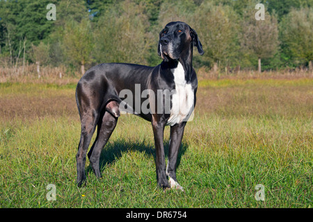 / Dogue Allemand dogue allemand Deutsche / Mastiff, l'une des races de chien le plus grand du monde Banque D'Images