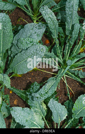 Chou vert biologique chou frisé Brassica oleracea (groupe Acephala) sur un champ Banque D'Images