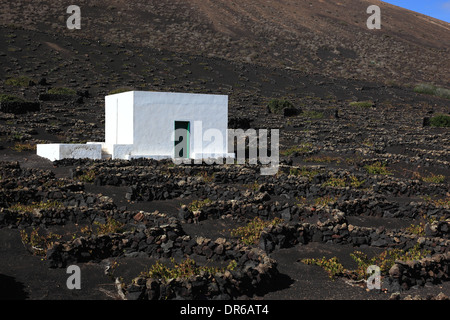 Culture du vin dans La Geria, Lanzarote, îles canaries, espagne Banque D'Images