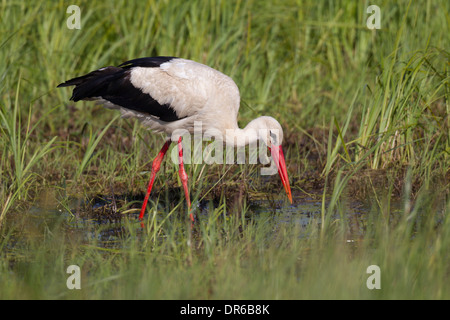 Ciconia ciconia Cigogne Blanche Weissstorch Banque D'Images