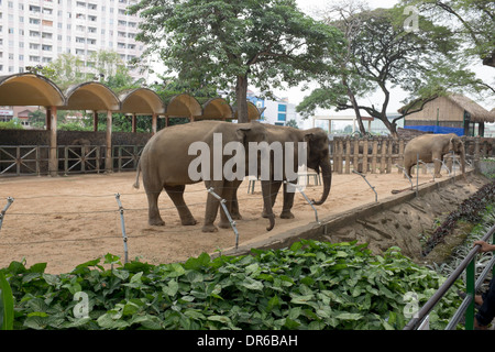 Les éléphants du zoo et jardin botanique de Saigon Ho Chi Minh City Vietnam Banque D'Images