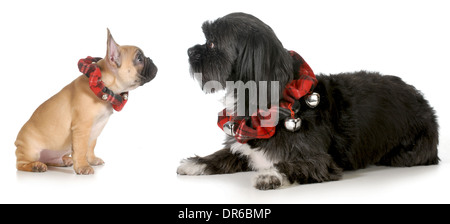 Les chiens de noël - chiot bouledogue français à la race mélangée à la fois ami portant des colliers de noël isolé sur fond blanc Banque D'Images